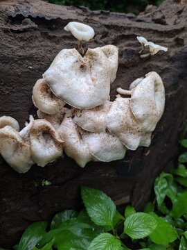 Jamur Lot Lentinus tigrinus atau dikenal juga sebagai jamur grigit
