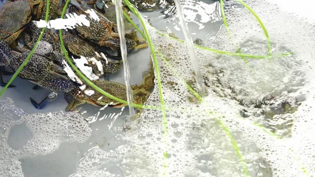 Fresh live blue swimming crabs with green plants in a seafood market tank with bubbling oxygenated water. Raw tied crustaceans ready for culinary use in restaurants. Healthy seafood ingredients.