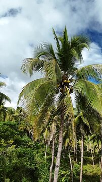 Vertical screen Ripe Coconut Cluster Siquijor Philippines Palm Crown Closeup With Textured Trunk And Glossy Fronds, Agricultural Island Feel, Harvest Potential Under Bright Sky
