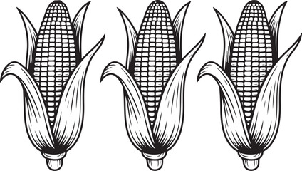 Three corn cobs with husk a healthy vegetable food ingredient for agriculture harvest or organic snack. © Kamrun82