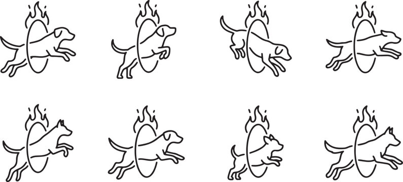 Agility dogs jumping through flaming hoops for training and performance challenges