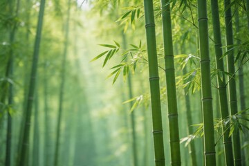 Fototapeta premium Bamboo forest with green stalks and leaves