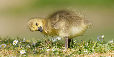Poussin oie  debout dans une position amusante, tête en bas !!!  © fzrmailbox