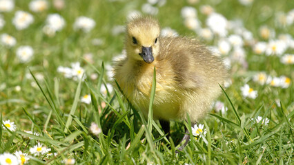 Poussin oie debout sur ses pattes  © fzrmailbox