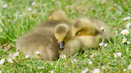 Poussins oie qui dorment © fzrmailbox