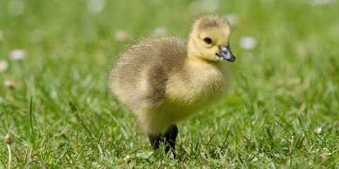 Poussin oie debout sur ses pattes  © fzrmailbox