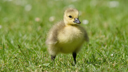 Poussin oie debout sur ses pattes  © fzrmailbox