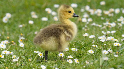Poussin oie marchant dans l'herbe © fzrmailbox