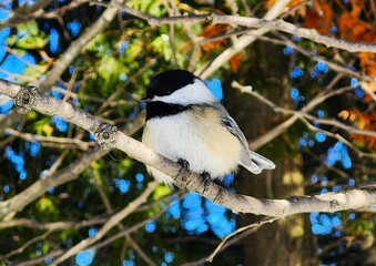 blue tit on branch © Lesya