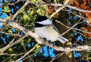 blue tit on  a branch © Lesya