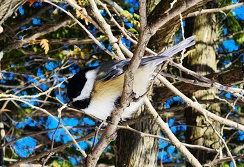 blue tit on a branch © Lesya