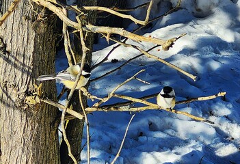 blue tits  on a tree © Lesya