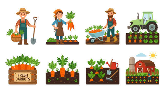 Cartoon farmers and a tractor harvest fresh organic orange carrots from the fertile soil in this colorful vector illustration set