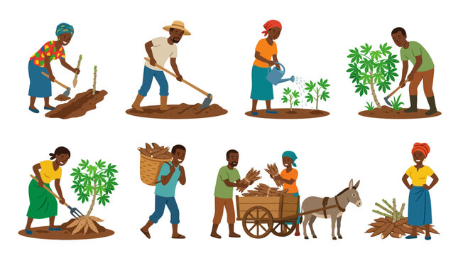 African farmers work together in the field to plant, harvest, and transport fresh cassava crops for sustainable local food production.