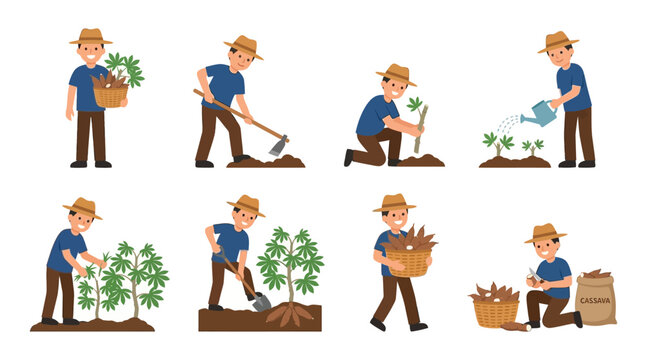 Diligent farmers in straw hats perform various manual labor tasks to cultivate and harvest cassava crops on a small scale