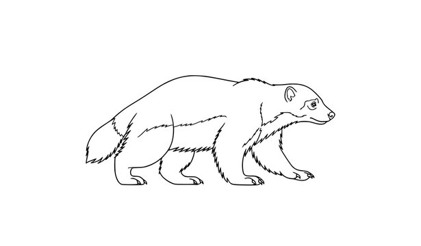 Minimal walking wolverine contour line art vector illustration clean wildlife coloring page for kids and adults