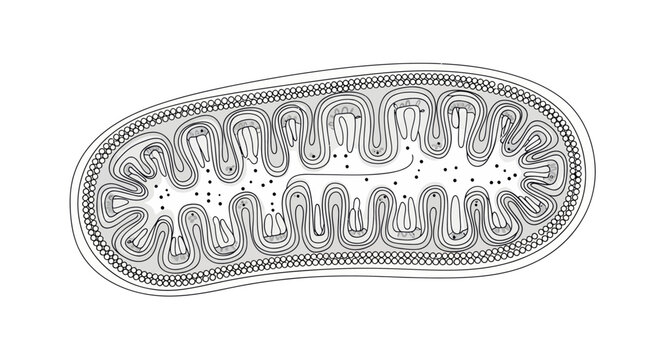 Detailed illustration of a mitochondrion organelle.