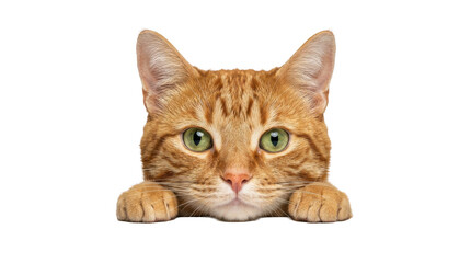 Obraz premium Adorable young tabby kitten and fluffy domestic cat portrait isolated on white background featuring a cute small feline pet mammal with soft fur