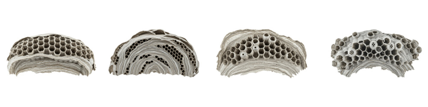 Collection of four wasp nest cross sections with honeycomb structure