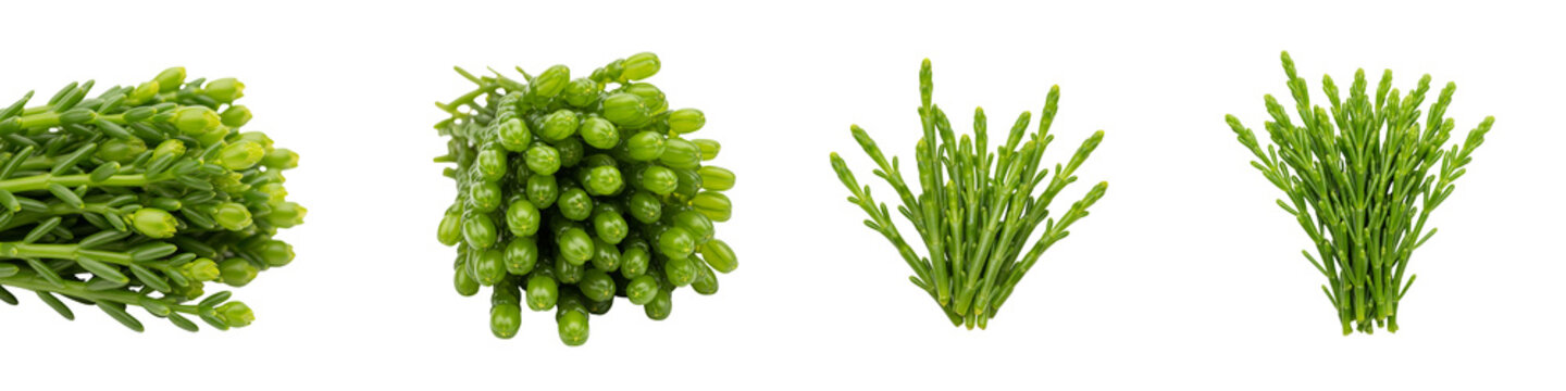 Collection of fresh green sea grapes or seaweed isolated on black background