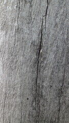 Fototapeta premium Close up texture of a tree bark