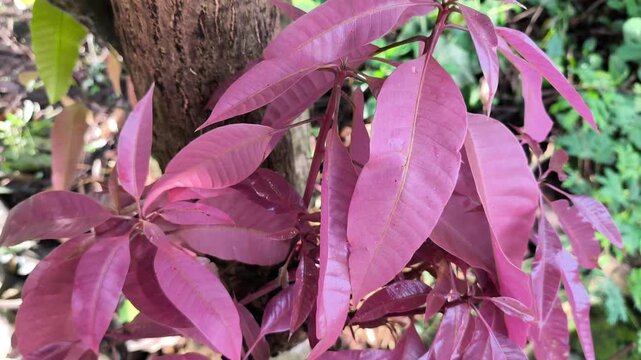 Young mango leaves display vibrant pink coloration, soft texture, growing freshly under bright sunlight