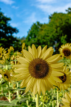 unflower under blue sky with copy space