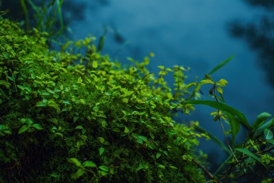 夕方の穏やかな水の近くに緑の植物