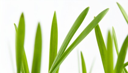 Fototapeta premium Close-up of fresh green grass blades with bright lighting on white background
