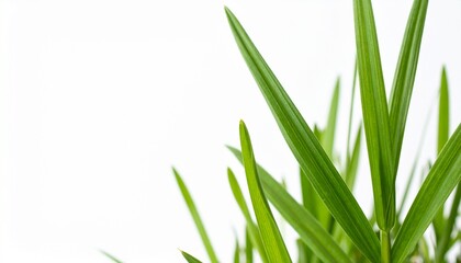 Fototapeta premium Close-up of fresh green grass blades on white background for spring or nature themes