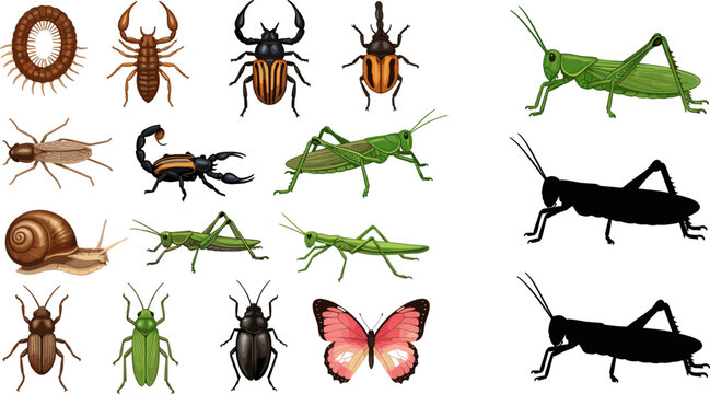 Detailed Cartoon Insect Collection Grasshopper Scorpion Beetle Butterfly Snail Centipede and Silhouette Vector Illustration Set for Nature Design