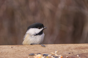Black-capped chickadee in a park. © RiMa Photography