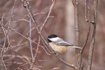 Black-capped chickadee in a park. © RiMa Photography