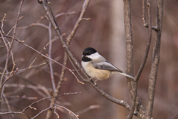 Black-capped chickadee in a park. © RiMa Photography