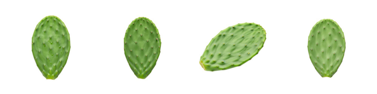 Collection of isolated green prickly pear cactus pads on black background