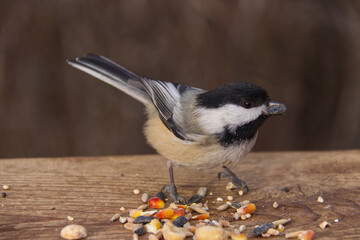 Black-capped chickadee in a park. © RiMa Photography