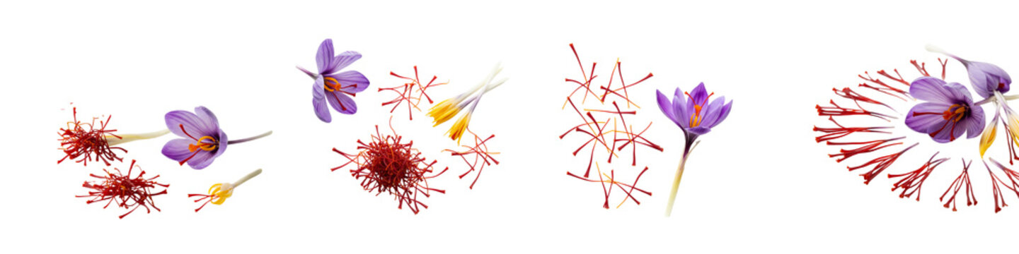 Collection of saffron crocus flowers and red stigmas isolated on black
