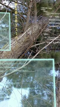 Vertical video: Upward camera tilt causing HUD panels sliding over pine trunk showing code fading