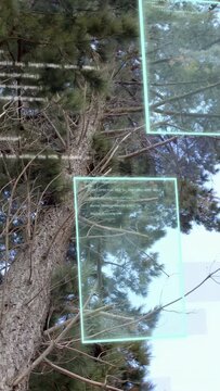 Vertical video: Tilting camera up pine AR boxes scanning canopy binary shifting code fading mapping