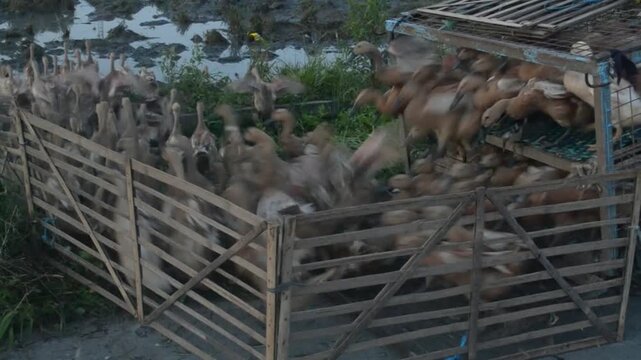 The ducks were crowded and ran out of the cage when they were released in the morning