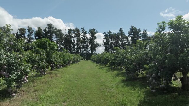 Large juicy green mangoes hang from orchard trees, ripening in sun