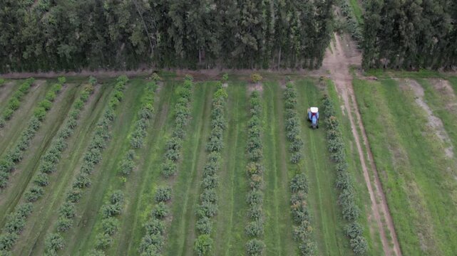 Blue tractor drives between rows in mango tree orchard, aerial view