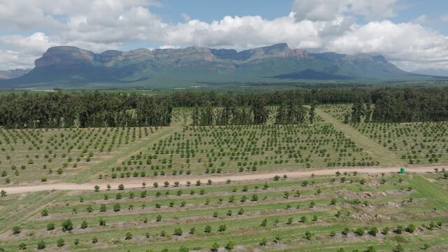 Flyover spacious young mango trees in orchard, mountain in distance