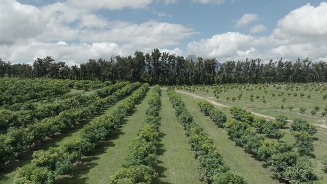Slow low flyover of mango trees in green fruit orchard with cloudy sky