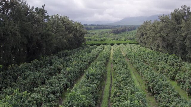 Flyover rows of green mango trees in fruit orchard lined by shade trees