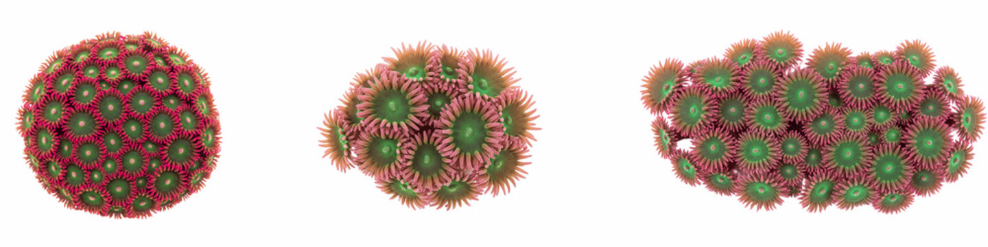 Collection of vibrant zoanthid coral colonies isolated on black background