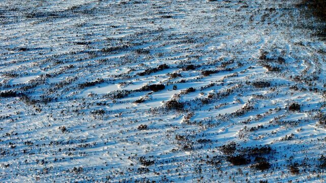 Serene winter morning over Kemeri National Park bogs where fresh snow blankets the frozen mire creating rhythmic textures under a soft blue sky as the aerial drone captures the quiet icy wilderness