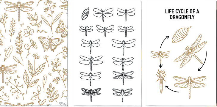 Elegant Golden Dragonfly Botanical Seamless Pattern Icon Set and Life Cycle Diagram Vector Illustration Collection for Nature Education Design