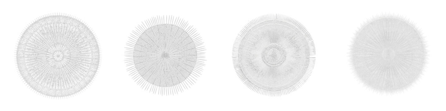 Set of four detailed microscopic diatom algae illustrations on black