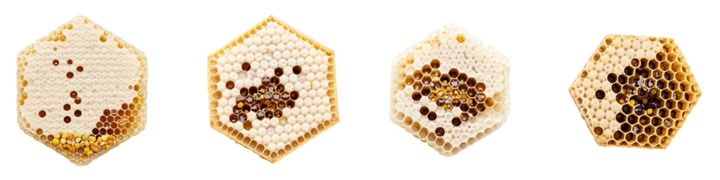 Set of four honeycomb pieces with raw organic honey and bee pollen